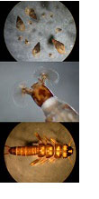 New Zealand Mudsnails and Macroinvertebrates