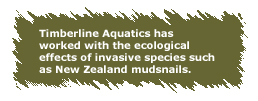 New Zealand mudsnails